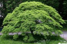 鸡爪槭是常绿还是落叶？你知道鸡爪槭是什么乔木吗？