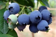 蓝莓都有哪些功效作用?蓝莓居然有这么多功效!