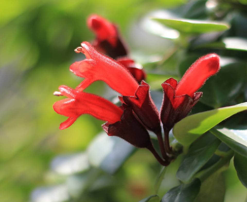 口红花养殖方法和注意事项介绍！口红花怎么养花红叶绿更漂亮！