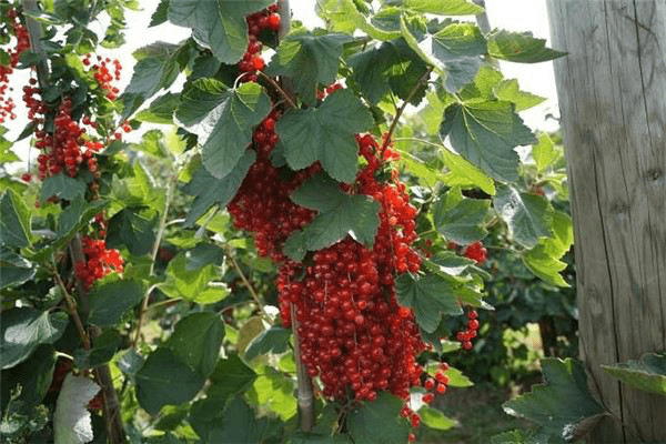 鹅莓的养殖方法和注意事项介绍！鹅莓怎么养接触的果实更多？