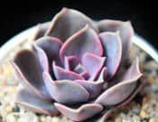 紫珍珠的养殖方法和注意事项介绍！紫珍珠怎么养更旺盛？