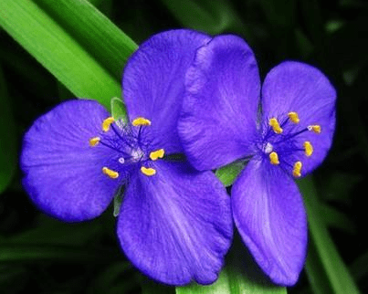紫露草的养殖方法和注意事项！怎么才能让紫露草更健康？