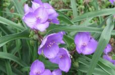紫露草有什么花语？令人尊敬的紫露草花语！