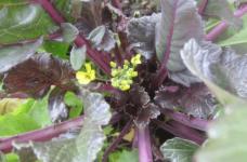 红菜苔的播种方法你会吗？一分钟学会播种红菜苔！从此吃菜不用愁！