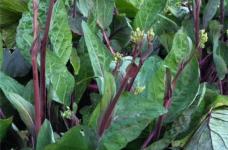 红菜苔的功效作用有哪些？红菜苔竟然有这么多功效与作用!