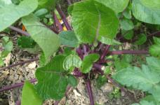 种植红菜苔的最好时间是什么时候?点进来了解红菜苔种植技巧!
