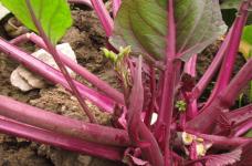 种植红菜苔怎样留种?学会这三点，教你种出油光闪亮的红菜苔！