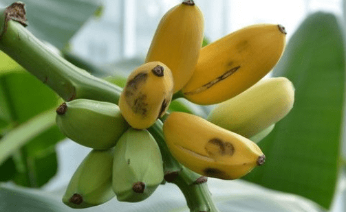 芭蕉树的果实能吃吗?芭蕉治便秘的效果比香蕉还要好!