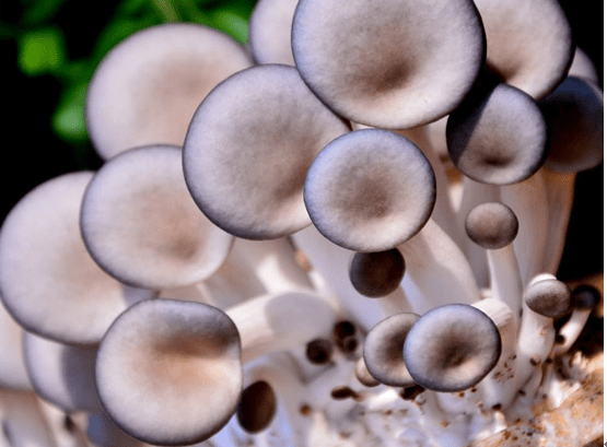 凤尾菇应该怎么做更鲜香美味？凤尾菇的食用价值和注意事项介绍！
