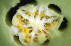 冬瓜籽可以直接生吃吗?告诉你食用冬瓜籽要注意的问题!