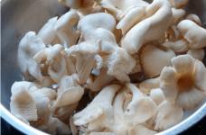 还不清楚凤尾菇怎么种植吗？看完这些你也能做个种植凤尾菇的行家！