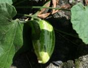 王瓜的养殖方法和注意事项介绍！王瓜怎么种植最甜？