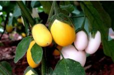 蛋树果实怎样算成熟？教你一眼看出蛋树果实是否成熟！