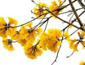 黄花风铃木种植技术及其注意事项！黄花风铃木的生长习性介绍！