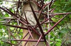 皂刺树可以种院子里吗?皂角刺有哪些功效?