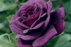 路易十四玫瑰花那些绝美传说，路易十四玫瑰花高清图片欣赏！