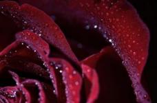 路易十四玫瑰颜色厚重优雅，平时需要注意养护方法才能出好状态