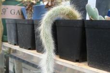 养植猴尾柱最怕长得慢，只要注意花土的配比、水肥以及适当的光照就可以长得更快