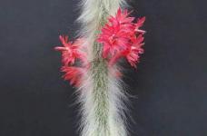 猴尾柱白毛毛一层虽然很可爱，看起来不像植物，具体了解下猴尾柱都有哪些功能和效用