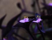 紫鸭趾草基本介绍，及养植方式？