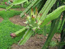 三棱箭是一种什么植物，如何养护？养植过程中有什么需要注意的地方？