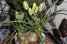 植物酒瓶兰花能够水栽种植吗?