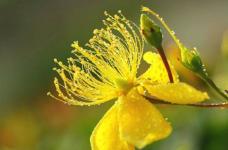 硫华菊和花菱草有什么区别，4大外形特征区分两者_植物知识
