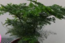 文竹是什么植物， 养在家里好吗