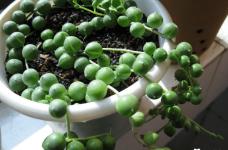 珍珠吊兰的养殖方法和注意事项介绍，想养好珍珠吊兰就好好看看吧！