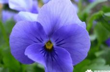 紫罗兰花语介绍，好美的花也有着这么美的花语啊！