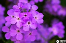 紫罗兰什么季节开花？紫罗兰开花的时间和你有关系哦！