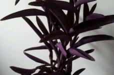 紫罗兰能不能水培呢？紫罗兰水培方法介绍，你可以试试啊！