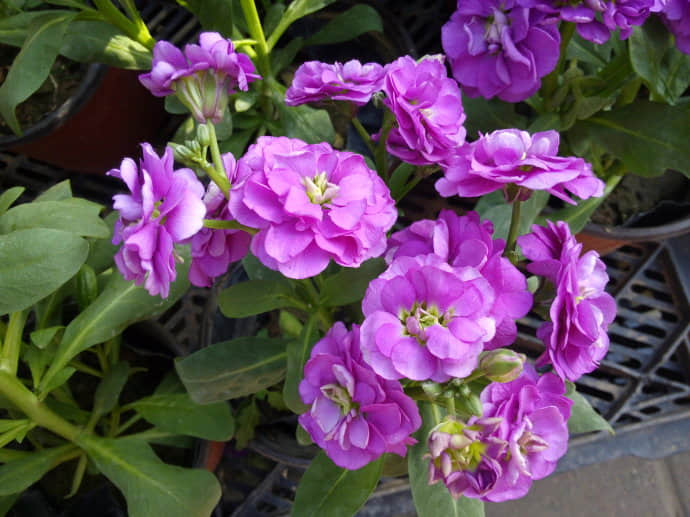 紫罗兰的养殖方法和注意事项 紫罗兰的养护方法