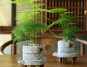 文竹的养殖方法和注意事项介绍， 文竹的养护方法