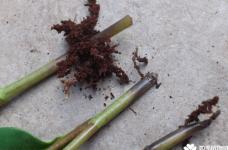 豆瓣绿烂根是什么原因？处理豆瓣绿烂根很实用的方法介绍！