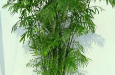 散尾葵与凤尾竹的区别是什么？看了这些其实它们是很容易区分的啊！