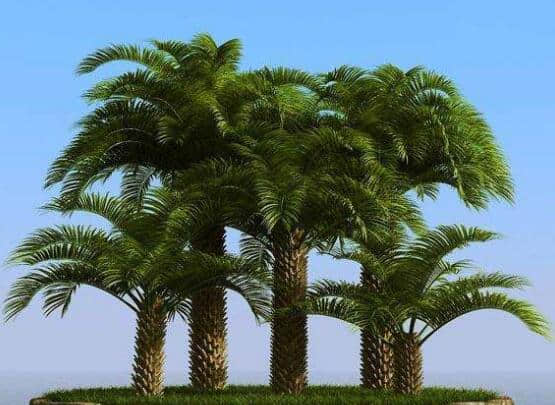 棕榈树的养殖方法和注意事项介绍！棕榈树的怎么养长得好！