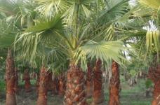 棕榈树价格介绍！价值这么多的棕榈树会不会很贵呢？