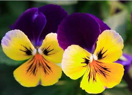 三色堇的养殖方法和注意事项介绍！三色堇怎么养开花更鲜艳！