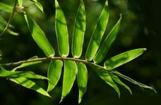 凤尾竹的养殖方法和注意事项介绍！掌握这些是养好凤尾竹的关键！