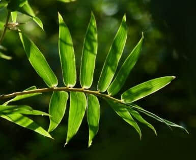 凤尾竹的养殖方法和注意事项介绍！凤尾竹怎么养更旺盛！