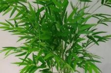 散尾葵和凤尾竹的区别有哪些？你还在认为它们是一种植物吗？