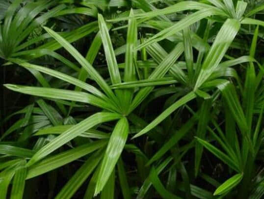 棕竹的养殖方法和注意事项介绍！棕竹怎么养更旺盛！