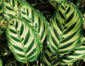 孔雀竹芋的养殖方法和注意事项介绍！孔雀竹芋怎么养更旺盛！