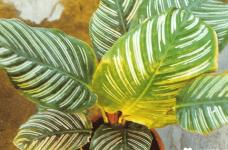 孔雀竹芋的叶子发黄是什么原因？孔雀竹芋叶子发黄是没有做好这些啊！