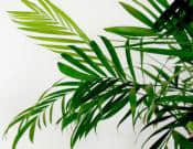 夏威夷竹的养殖方法和注意事项介绍！夏威夷竹怎么养更旺盛？