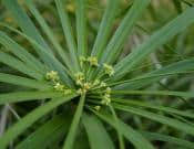 水竹的养殖方法和注意事项介绍！水竹怎么养长得更旺盛？