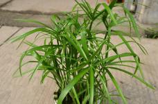 水竹养殖方法和注意事项介绍！将水竹养爆盆原来就这么简单！