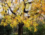 黄连木养殖方法和注意事项介绍！黄连木怎么养更旺盛？
