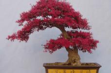 红花檵木盆景造型方法介绍！红花檵木常见盆景造型方法！